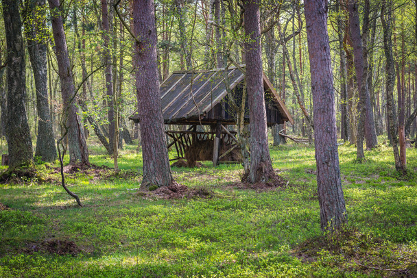 Sarbska Spit reserve in Poland - Foto, Imagem