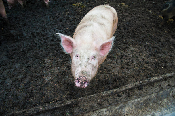Binnenlandse varkens op een boerderij - Foto, afbeelding
