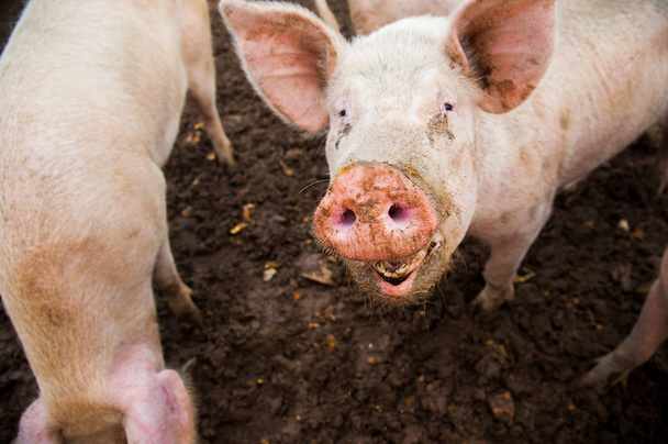 Kotieläiminä pidettävät siat maatilalla
 - Valokuva, kuva