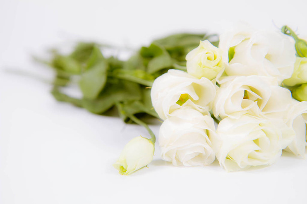 White roses on a white background - 写真・画像