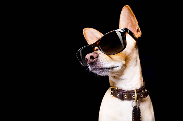posing dog with sunglasses - Foto, Imagem