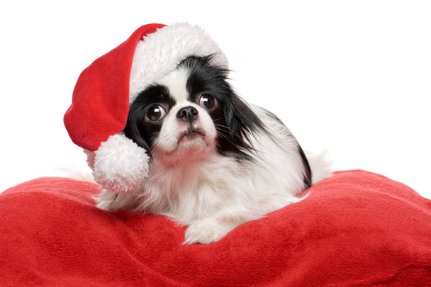 Noel Baba şapkası güzel Japon Chin köpeği - Fotoğraf, Görsel