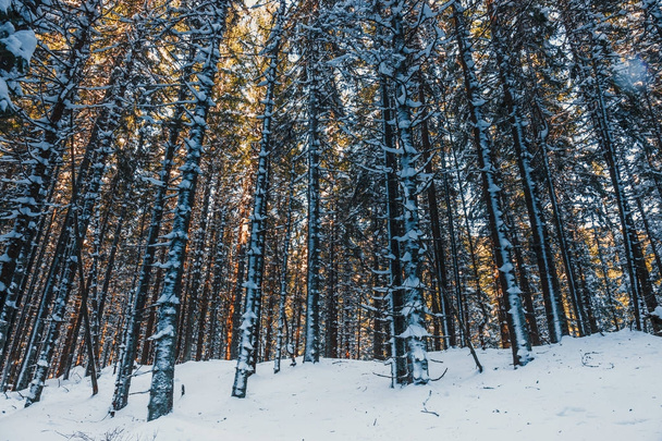 Frozen forest with snow, winter landscape - Photo, Image