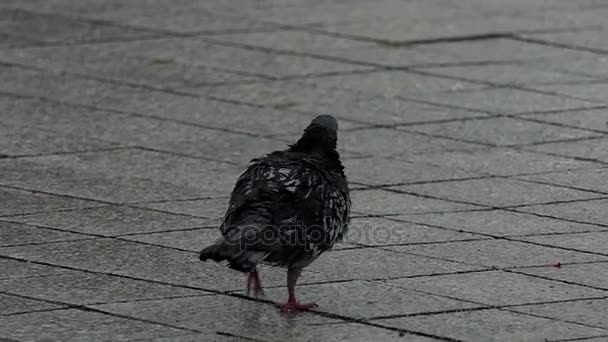 Islak bir gider agresif slo-mo kiremitli kaldırım boyunca güvercin - Video, Çekim