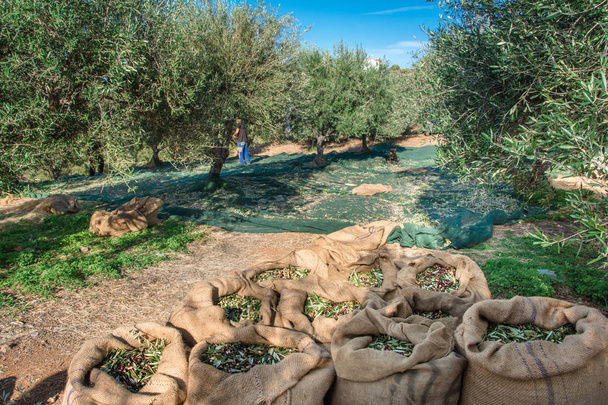Свежие оливки, собранные фермерами в поле оливковых деревьев на Крите, Греция для производства оливкового масла
 - Фото, изображение