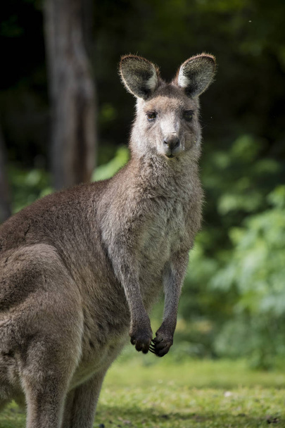 Австралійський у сірий кенгуру (Macropus Giganteus), дивлячись на камери, в Wombeyan заповіднику карстових збереження - Фото, зображення