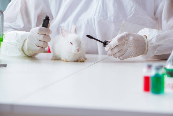 Beyaz tavşan bilimsel laboratuvar deneyinde - Fotoğraf, Görsel