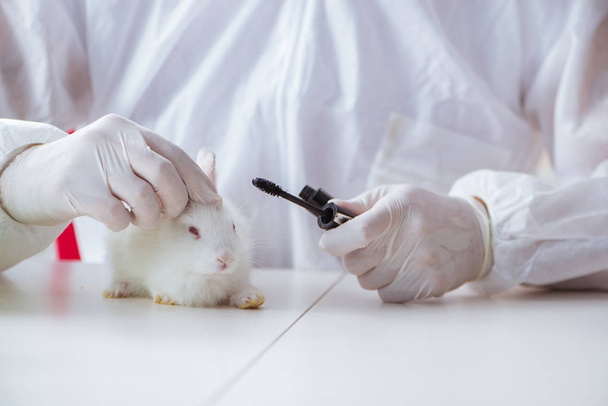 Weißes Kaninchen im wissenschaftlichen Laborexperiment - Foto, Bild