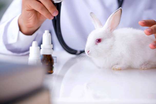 Médico veterinario examinando conejo mascota en la clínica - Foto, imagen