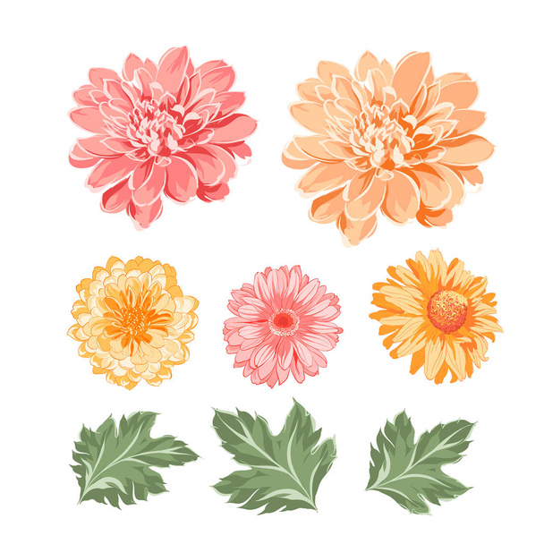 Set of chrysanthemum flowers elements. - Vector, Image