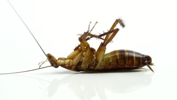 Gli scarafaggi (Blattella asahinai) vengono spruzzati con insetticidi e sdraiati su sfondo bianco. Asma e allergie innescano. Utilizzato per la pubblicità concetto di insetticida
. - Filmati, video