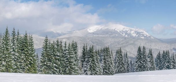 Mountain range with spruces in foreground in Carpathians in winter - Photo, Image