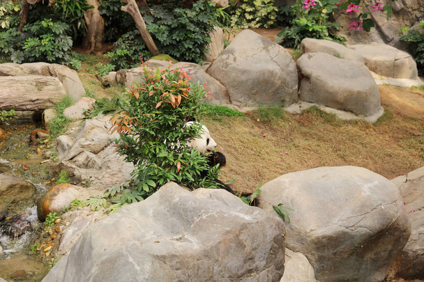 Jättiläinen musta ja valkoinen panda syö bambunlehtiä
 - Valokuva, kuva
