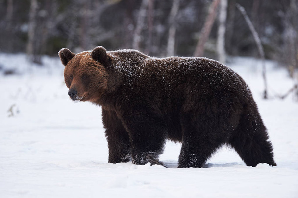 ruskea karhu lumessa - Valokuva, kuva