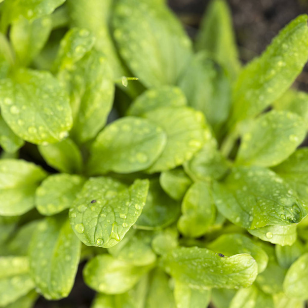 bahçede yeşil karahindiba salatası closeup - Fotoğraf, Görsel