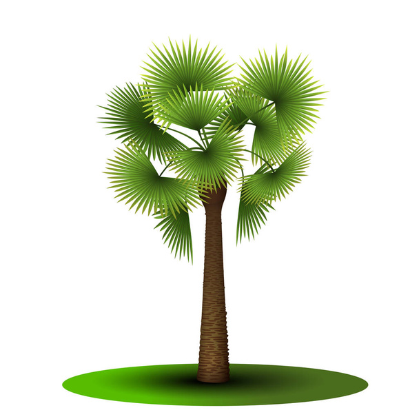 palmboom met groene bladeren - Vector, afbeelding