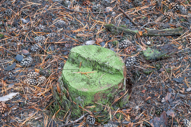 Tronco con moho verde. Los conos caídos secos de otoño yacen en las agujas. Fondo, textura
. - Foto, Imagen