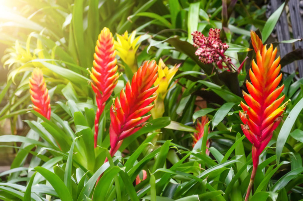 Vriesea kvetoucí rostliny v houštině tropické vlhké lesní. - Fotografie, Obrázek