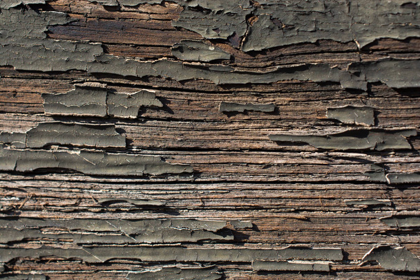 Texture bois avec motifs naturels - Photo, image