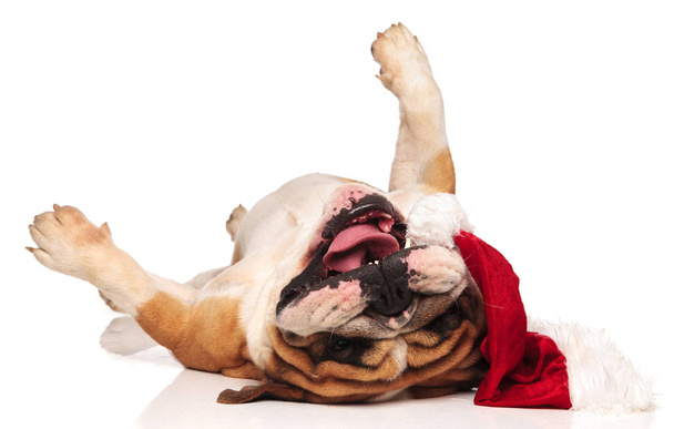Babbo Natale bulldog inglese rotolamento sulla schiena
  - Foto, immagini