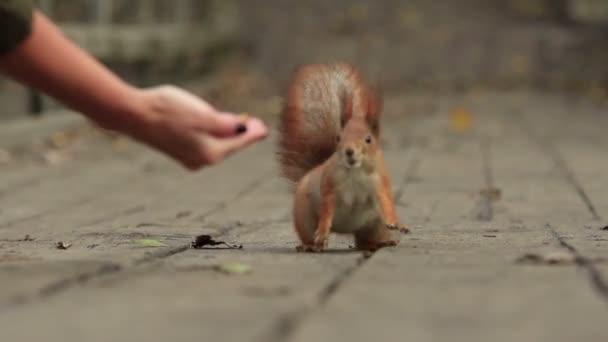Ginger squirrel steals to a woman's palm and sniff the nut and than run away (1080p, 25fps) - Footage, Video