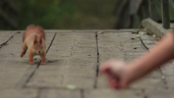 Dikke rode eekhoorn loopt door een houten brug tot een vrouw hand en krijgt een walnoot van binnen (1080p, 25fps) - Video