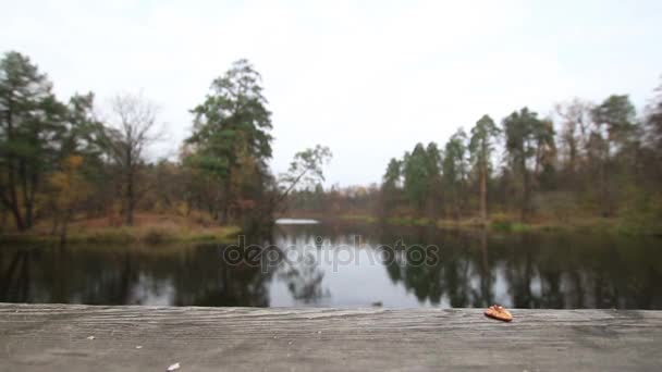 Vtipné veverka popadne ořech na dřevěný most v parku a utekl (1080p, 25 snímků / s) - Záběry, video
