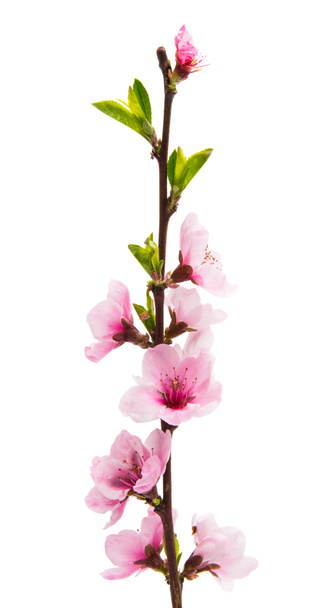 Sakura fleurs isolées
  - Photo, image