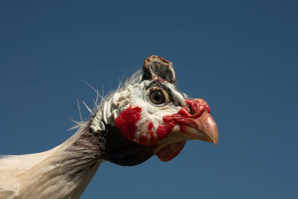Retrato de galinha-de-Guiné-capacete (Numida Meleagris)
 - Foto, Imagem
