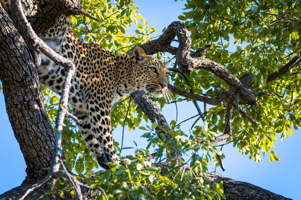 Leopard in een boom - Foto, afbeelding