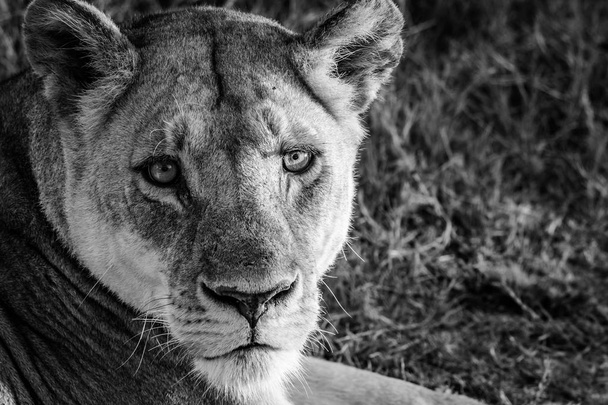 Löwe auf Kochinsel - Foto, Bild