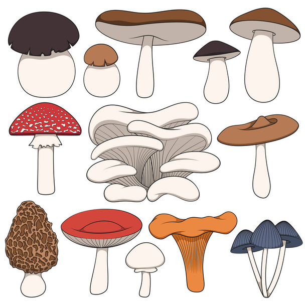 Set of color images of mushrooms. Isolated vector objects on white background. - Vektori, kuva