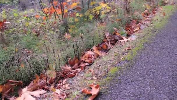  Feuchtgebiete mit großen Blättern aus Ahorn - Filmmaterial, Video