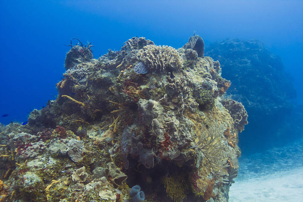Korallenriff-Aufschluss - Foto, Bild