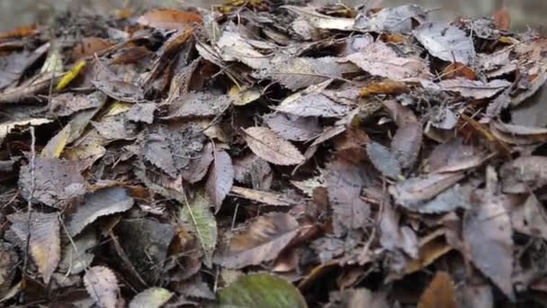 L'operaio rimuove vecchie foglie autunnali.Un bidello raccoglie vecchie foglie bagnate rastrello in un mucchio
 - Filmati, video