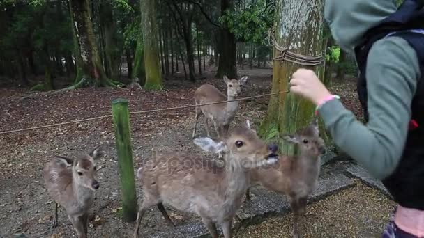 空腹の奈良の鹿 - 映像、動画