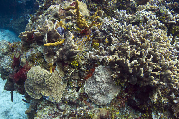 Levende koraalrif - Foto, afbeelding