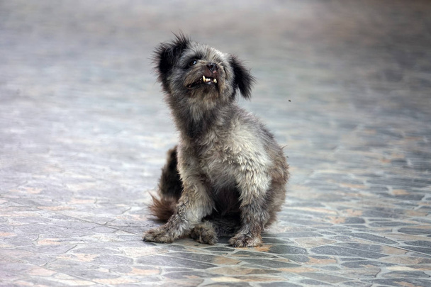Hund in Thailand hässlich süß grau schwarz asien - Foto, Bild
