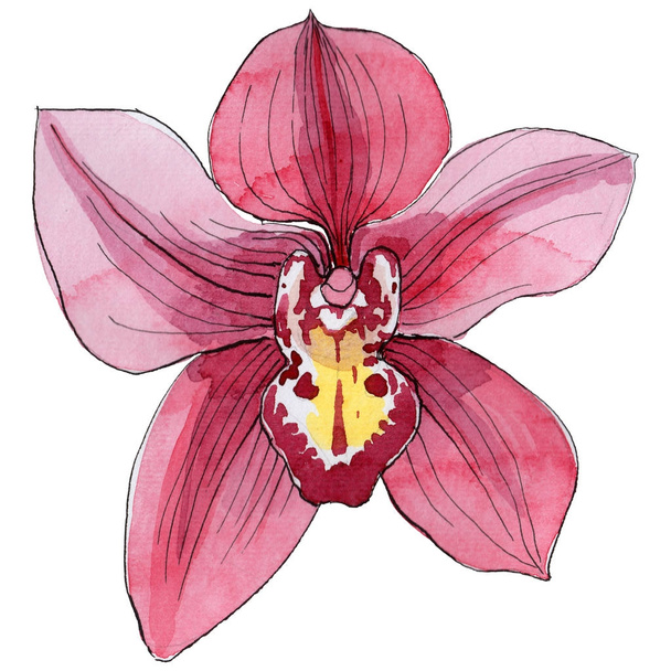 Wildflower orchid flower in a watercolor style isolated. - Foto, immagini