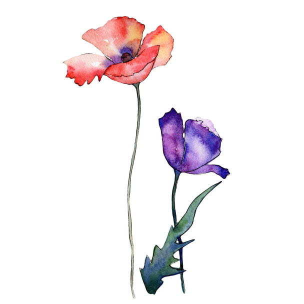 Wildflower poppy flower in a watercolor style isolated. - Foto, imagen