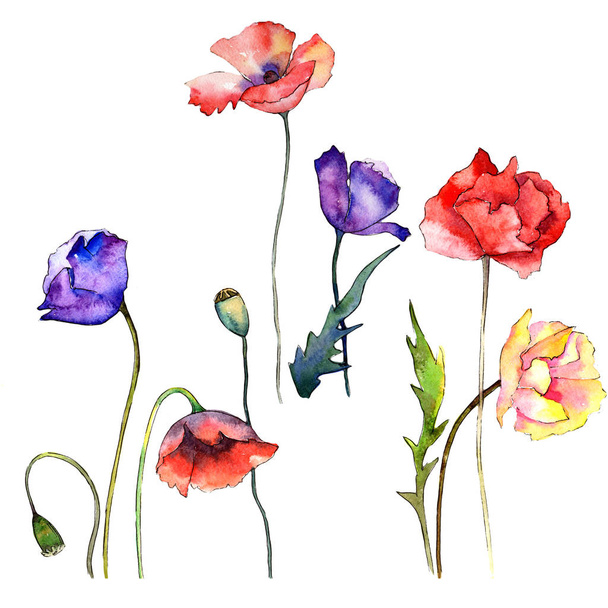 Wildflower poppy flower in a watercolor style isolated. - Foto, afbeelding