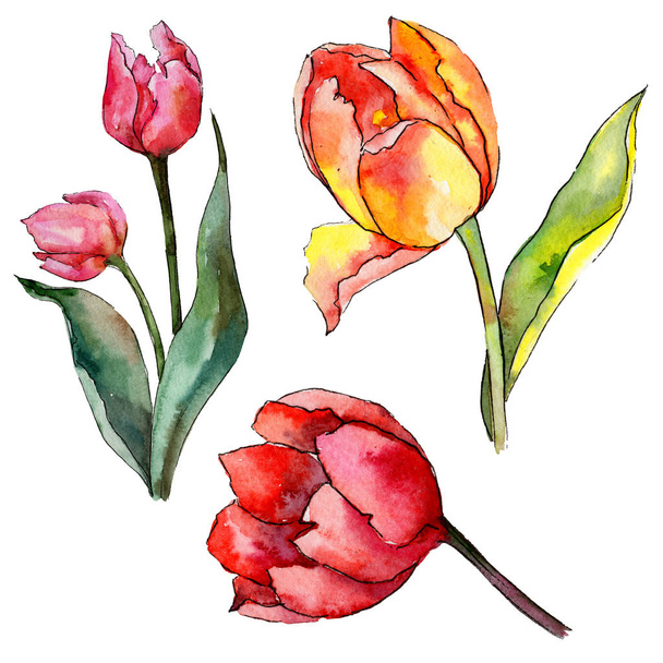 Vadvirág tulipán virág elszigetelt akvarell stílusú. - Fotó, kép