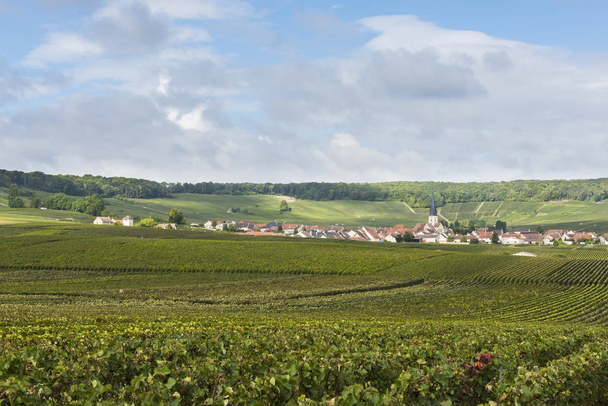 Champagne régió Chamery - Fotó, kép