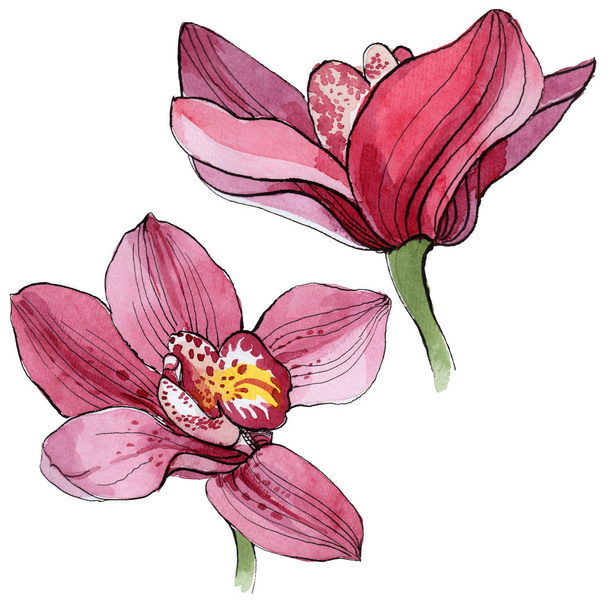 Wildflower orchid flower in a watercolor style isolated. - 写真・画像