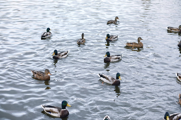 Birds on the pond. A flock of ducks and pigeons by the water. Mi - Фото, изображение