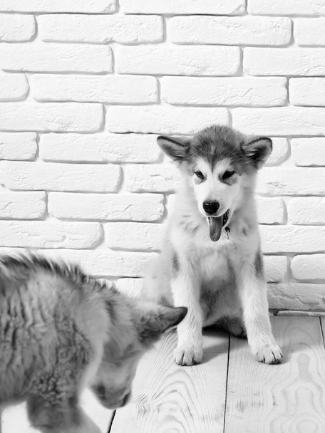 husky dogs on wooden floor - Photo, image