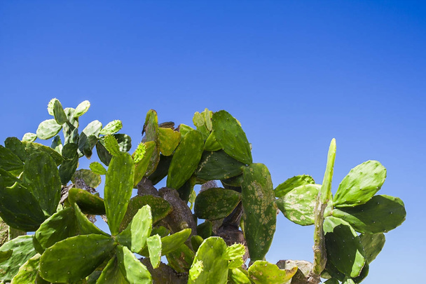 Opuntia chlorotica contro il cielo blu
 - Foto, immagini