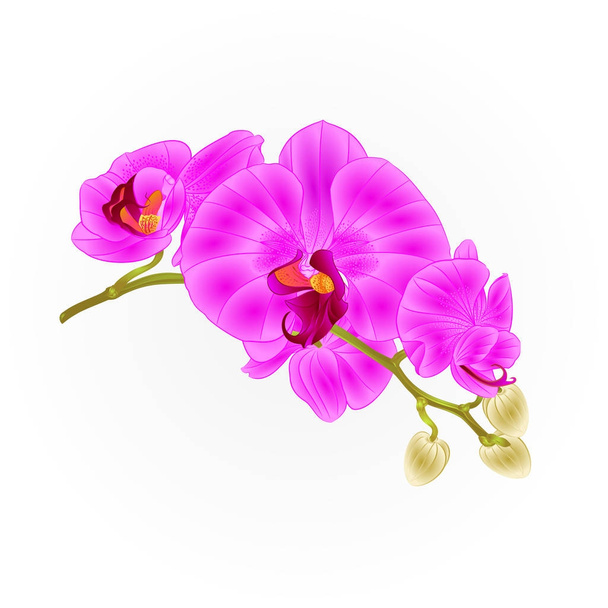 Orkide çiçekler mor Phalaenopsis tropikal bitki vintage vektör botanik illüstrasyon düzenlenebilir el çekmek için kök  - Vektör, Görsel