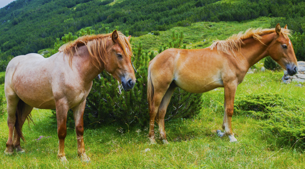 Hermoso paisaje con caballos salvajes en la montaña
 - Foto, Imagen