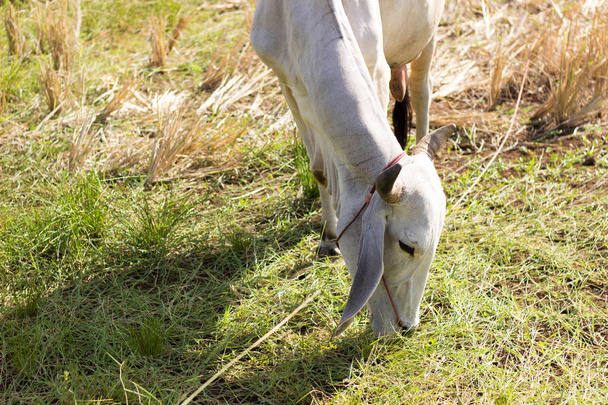 Корова в поле ест траву после сбора урожая
. - Фото, изображение